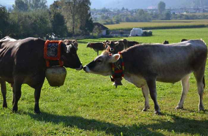 hofbauer-urlaub-auf-dem-bauernhof-hofeigene-produkte-bruneck-suedtirol (3)